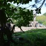 Blijdorp