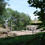 Blijdorp