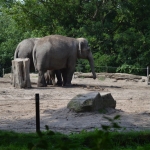 Blijdorp