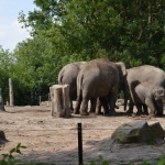 Blijdorp