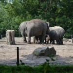 Blijdorp