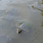 Blijdorp