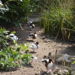 Blijdorp