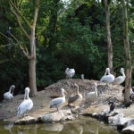 Blijdorp