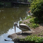 Blijdorp