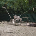 Blijdorp