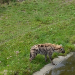 Blijdorp
