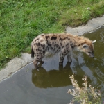 Blijdorp