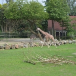 Blijdorp