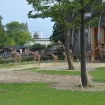 Blijdorp