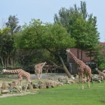 Blijdorp