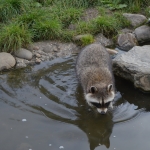 Blijdorp