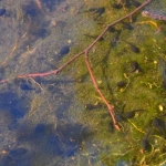 Landerije