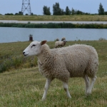 kop van t hoofd 1-8-16