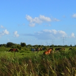 kop van t hoofd 9-8-16