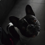 Boris