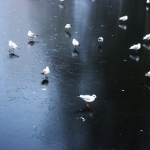 Seagulls waiting and waiting