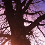 Purple tree
