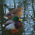 Ducks