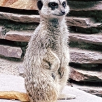 Meerkat