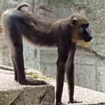 Baboon