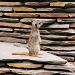 Meerkat2