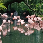 Flamingos