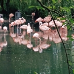 Flamingos2