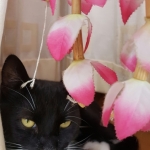 Behind the curtains Boris