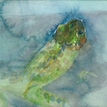 kikker half onder water