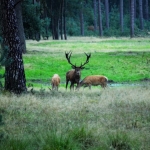 rutting season on The Hooge Veluwe
