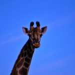 giraffe