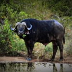 buffel