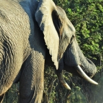 olifant