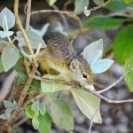 Smith's Bush Squirrel