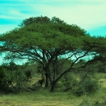 Afrikaanse acacia boom