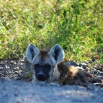 jonge hyena