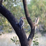 red billed hornbill