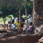 baobab