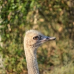 struisvogel