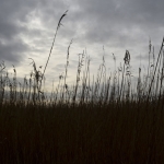reed