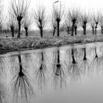 pollard willow