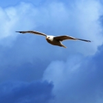 the Seagull is not far away