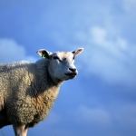guard of the dike