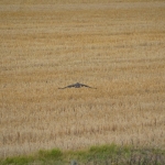 nature scrambles on