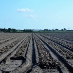 flower bulbs and potatoes