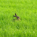 a really polder animal