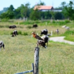 icon of the polder
