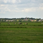 cows in the meadows