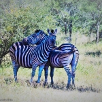 steppe zebra